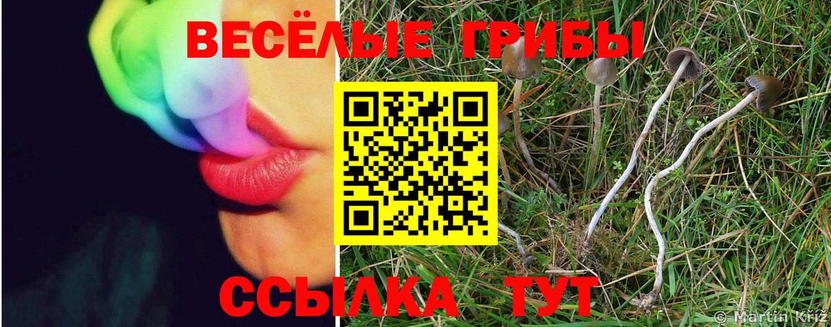Псилоцибиновые грибы мухоморы Тамбов